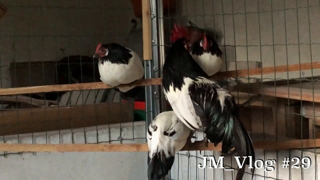 JM_Vlog#29 - more chickens смотреть онлайн