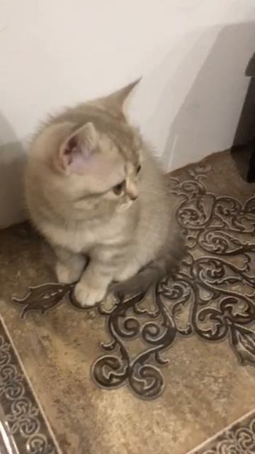 котёнок смотреть онлайн