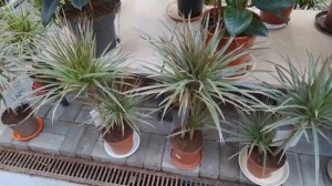 ВЫБИРАЮ КОМНАТНЫЕ ЦВЕТЫ в ОГРОМНОМ ЦВЕТОЧНОМ МАГАЗИНЕ