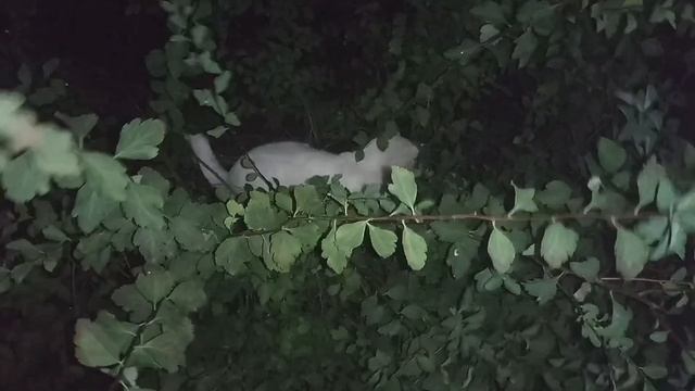 Неопровержимые доказательства существования нового бога / это видео удаляют из всего интернета！ смотреть онлайн