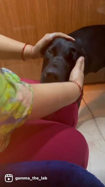 #shorts #gammathelab #doglover #labrador #dogsofinstagram #reels #dogtalk #dogoftheday #viral#dogs смотреть онлайн