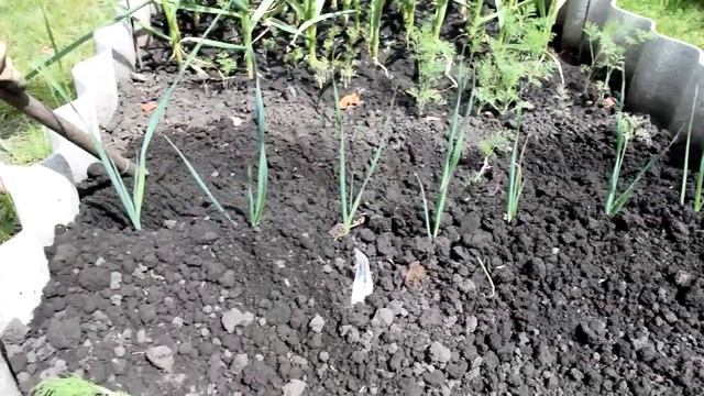 Лук порей выращивание и уход в открытом грунте