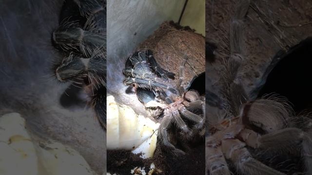 Lasiodora parahibana смотреть онлайн