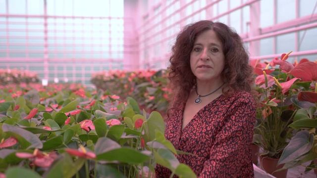 KAS2030 in 7 stappen uitgelegd: Pot Anthurium смотреть онлайн