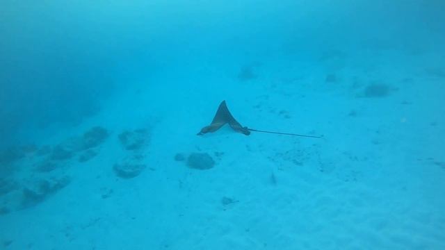 Thrilling Snorkeling Adventure: Swimming with Sharks in the Maldives смотреть онлайн