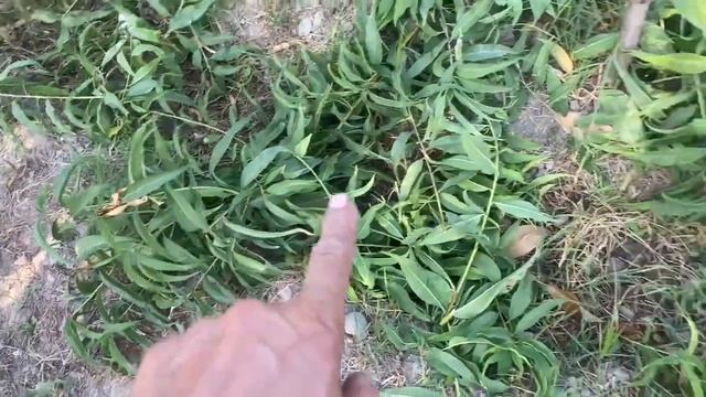 МЕВАЛИ ДАРАХТЛАРГА КУЗГИ АБРЕСКА.ШАКИЛ БЕРИШ смотреть онлайн