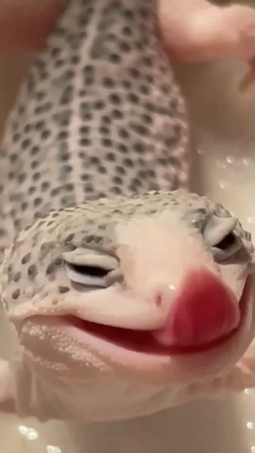 Животные