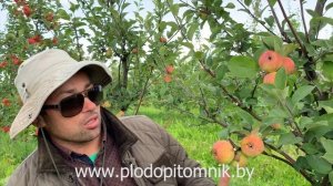 Яблоня сорт РАНЕТ ЛЕТНИЙ (РАНЕТКА, КОРОБОВКА, МЕДУНИЧКА).