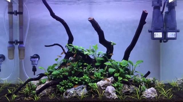 simple aquascape anubias смотреть онлайн
