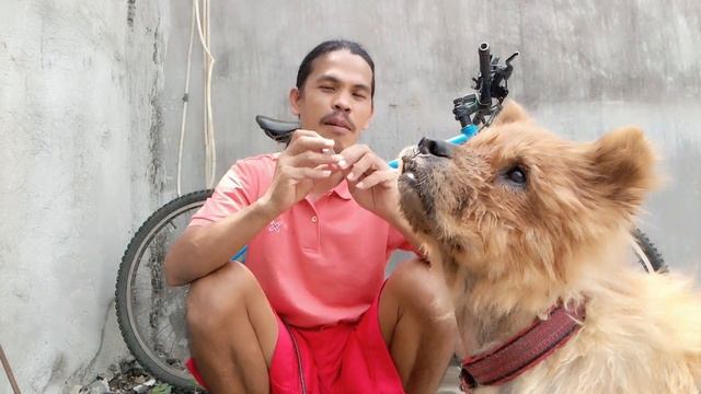 Nexgard SPECTRA for Fluffy the Chow Chow смотреть онлайн