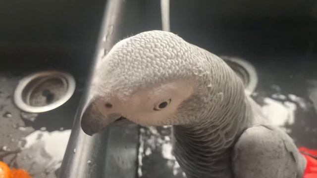 Попугай Жако, Полина Ивановна купается смотреть онлайн