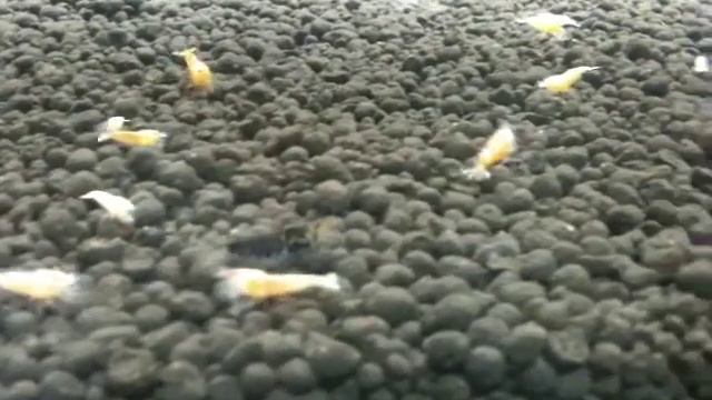 Crevette Caridina Cantonensis Black Tiger BT3 / BT4 смотреть онлайн