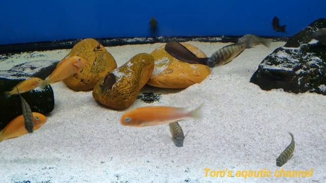 Tropheus caramba Red bishop , Tropheus sp. Black caramba and Tropheus moorii kalambo F1 juveniles смотреть онлайн