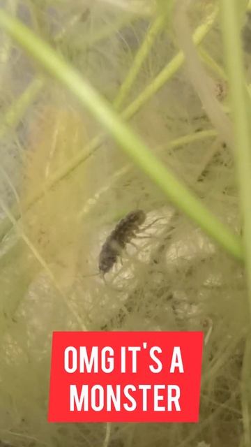 Mysterious Creature Found in my Snail Tank (ecosphere in a jar) #shorts #shortvideo смотреть онлайн