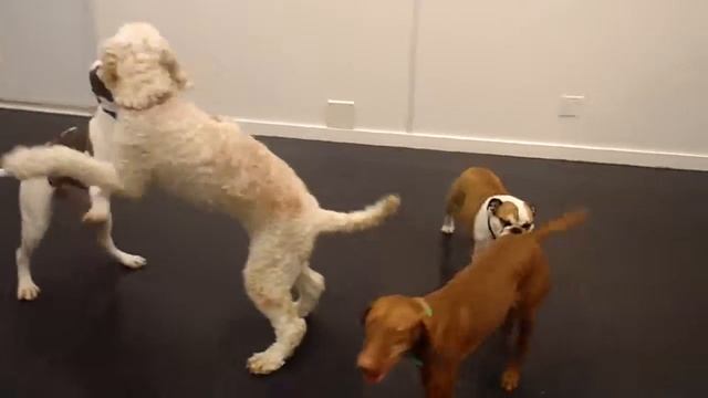 TPSB Daycare #9 Millie, Thumper, Riley, Bo смотреть онлайн