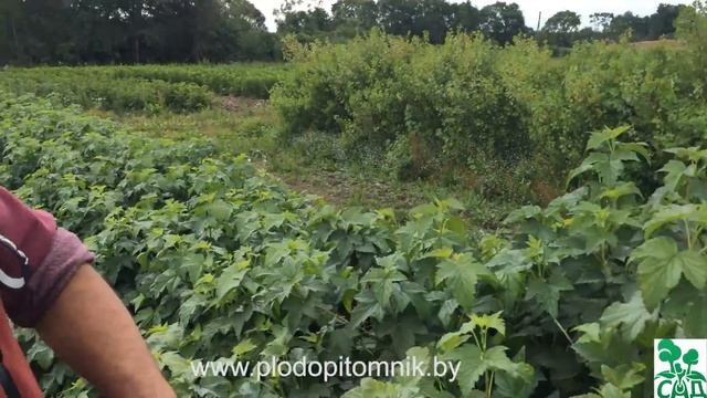 Смородина чёрная сорт Нара смотреть онлайн