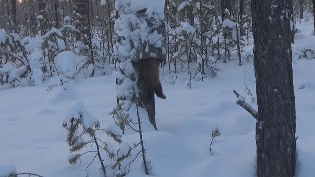 Охота на соболя. Проверка капканов декабрь 2024 год. Якутия. смотреть онлайн