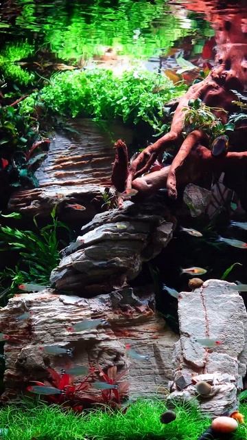 WONDERFUL 240 Liter Planted Aquarium 😋 смотреть онлайн