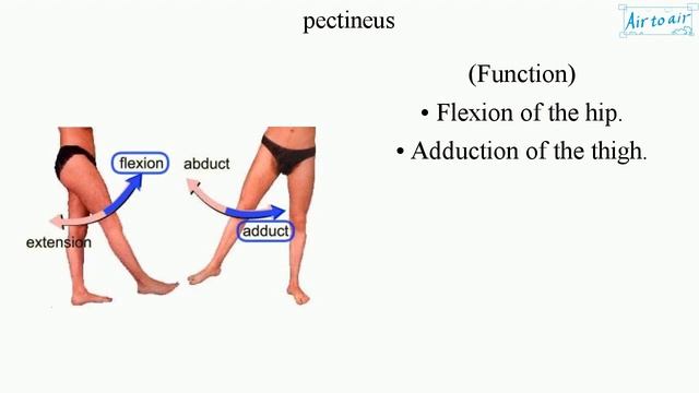 Pectineus