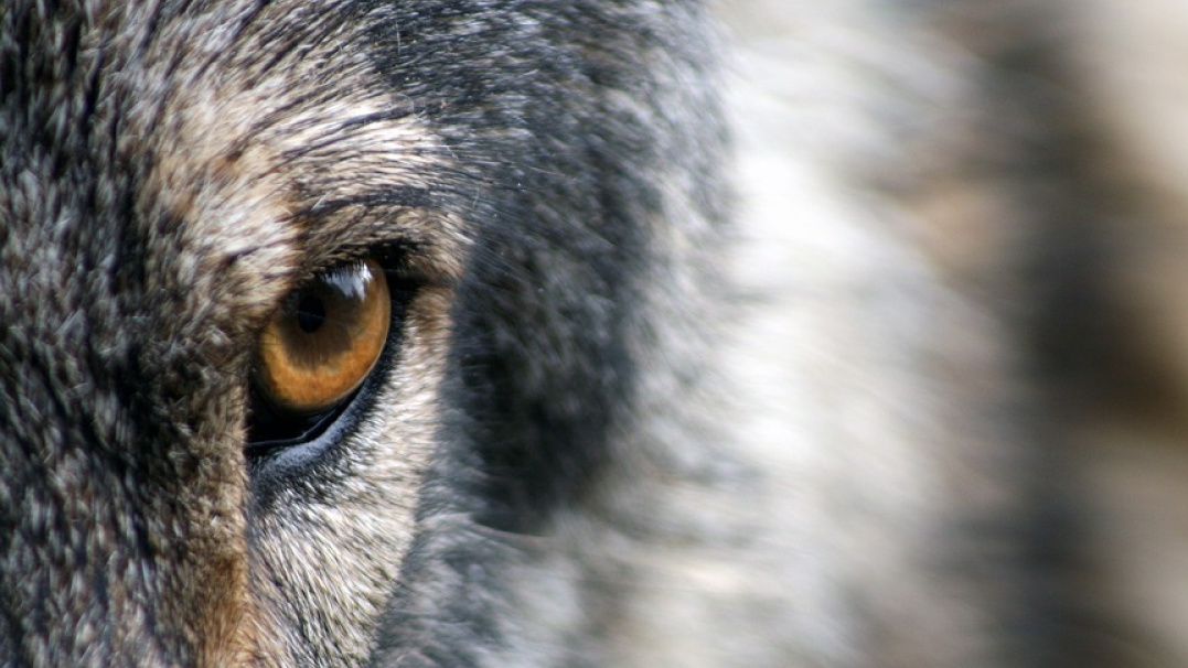 Таня Тишинская. Волчица смотреть онлайн