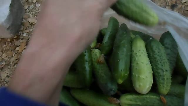 СОБРАЛ МНОГО ШИКАРНЫХ ОГУРЦОВ В ПАРНИКЕ И В ОТКРЫТОМ ГРУНТЕ, 02 СЕНТЯБРЯ 2017 смотреть онлайн