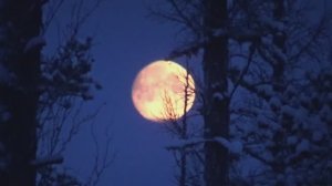 Проверяем похождения волков. Якутия.