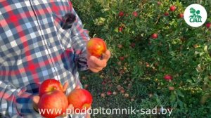 Яблоня КРАСАВИТА. Зимостойкий, урожайный сорт белорусской селекции зимнего срока созревания.