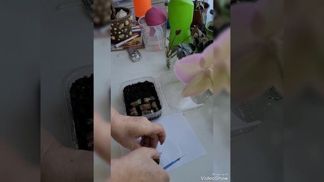 Эксперимент удался(2022 год)😉 смотреть онлайн