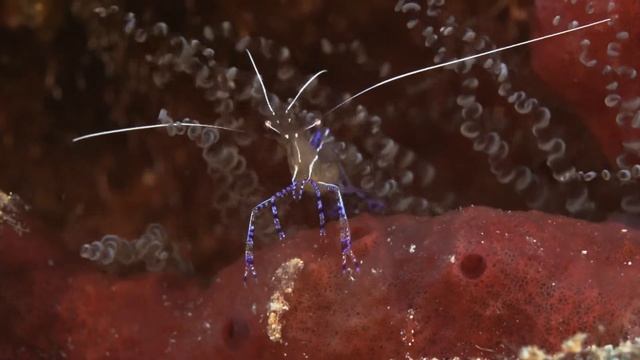 Red Banded Coral/ Cleaner Shrimp смотреть онлайн