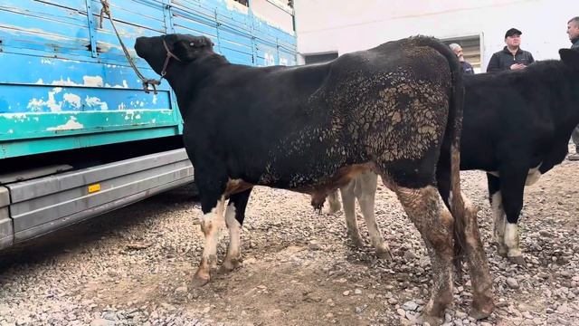БОЛЬШИЕ БЫКИ 800 КГ🔥МОЛБОЗОР 1.11.2023 #быки #крс #сементал #кфх #cow #молбозор #герефорд ##ram смотреть онлайн