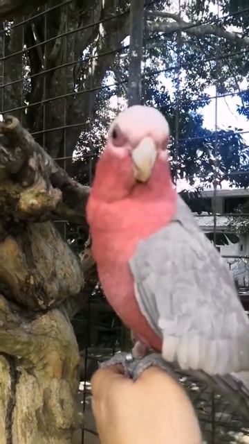 Pink Bird #animals #zoo #exotic #birds #wildlife #pets #amazingfacts #fypシ смотреть онлайн
