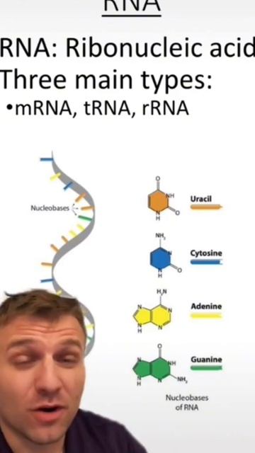 differentiate between DNA and RNA #biology #biology #education #biology #biology смотреть онлайн