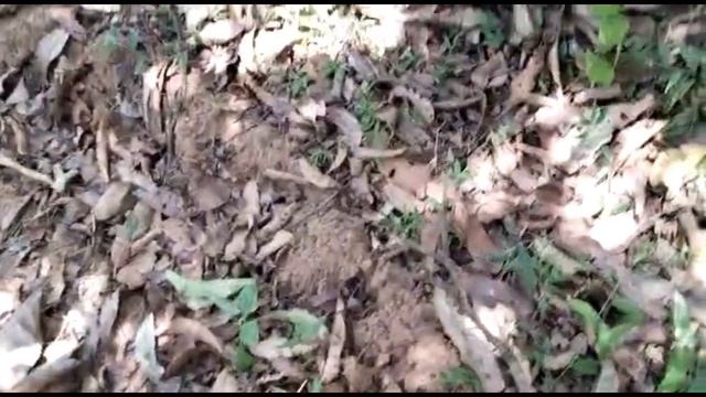 1 acre 75 cent coconut farm Periyakulam смотреть онлайн
