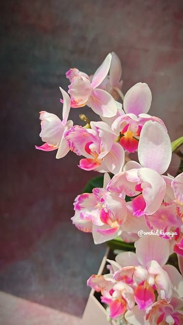 Phal. Pixi Rose 🌸 Нежная мультифлора бабочка Пикси Роз от садовника SonYa смотреть онлайн
