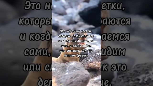 Почему зевота заразительна? Почему мы зеваем? смотреть онлайн
