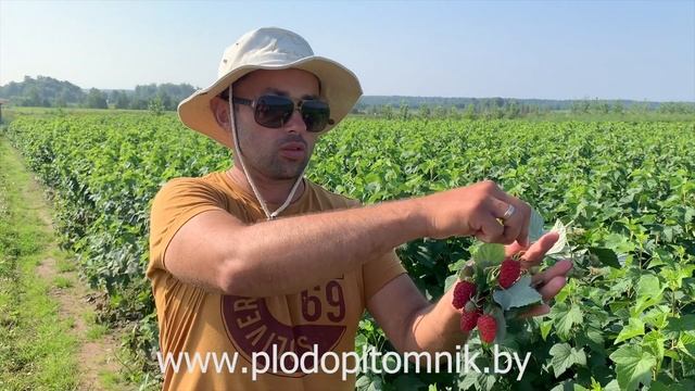 Малина ГОРДОСТЬ РОССИИ. Крупноплодный сорт малины летней российской селекции.