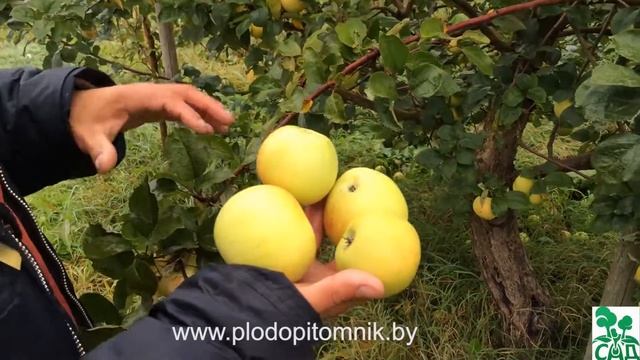 Яблоня сорт Коштеля смотреть онлайн