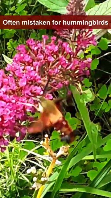 Hummingbird Moth in our Garden / First sighting / Enjoying our Butterfly Bush / #shorts смотреть онлайн