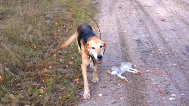 МАСТЕРОВИТЫЙ ЗАЯЦ .Охота с русской гончей Аргоном 6351/22 вл. Шатров В.А.#охотасгончей#топ#hunting смотреть онлайн