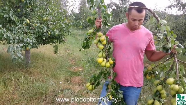 Груша сорт Чижовская. смотреть онлайн