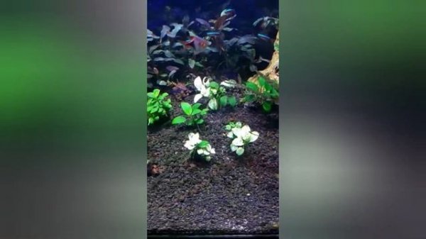 aquarium aquascape tema anubias pinto , anubias nana , anubias petit , anubias panda & cryptocoryne