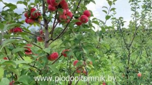 Яблоня сорт ЕЛЕНА. Самый популярный из ранних, сладких сортов яблок в Беларуси.