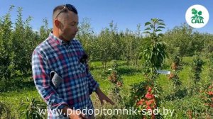 Яблони колоновидные КИТАЙКА ЗОЛОТИСТАЯ и КИТАЙКА ЖЕЛТАЯ во всей красе.