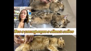 Кастрация котов. Советы от специалистов. За и Против. Уход после операции.