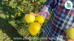 Яблоня сорт КАЛУЖАНКА. Уникальный редкий сорт позднего срока созревания.