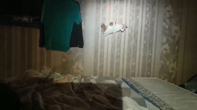 прижок кота