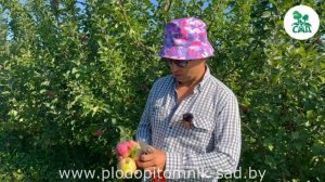 Яблоня АКСАМИТ. Позднелетний сорт для любителей СЛАДКИХ яблок.