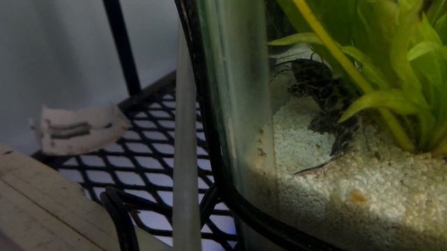 *NEW* BABY MARBLE ACHARA CATFISH смотреть онлайн