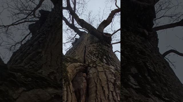 Дерево, частичка природы для настроения смотреть онлайн