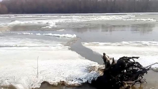 Десна. Весна. Потужна сила природи. смотреть онлайн